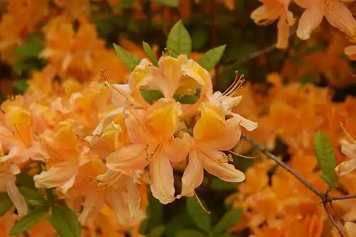 Foto de Rhododendron 'Knaphill and Exbury Azaleas' - Knaphill Apricot hybrid in bloom:Tim Waters