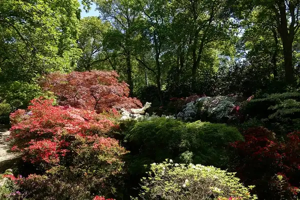 Foto de Rhododendron 'Knaphill and Exbury Azaleas' - Form:Craig Baldwin