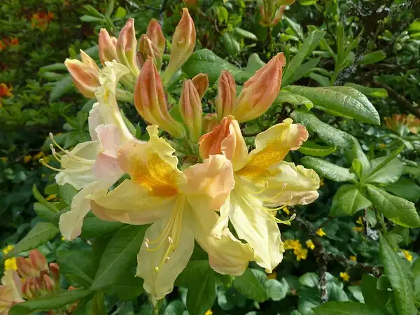 Foto de Rhododendron 'Knaphill and Exbury Azaleas' - Rhododendron Knaphill and Exbury hybrids:Wendy Cutler