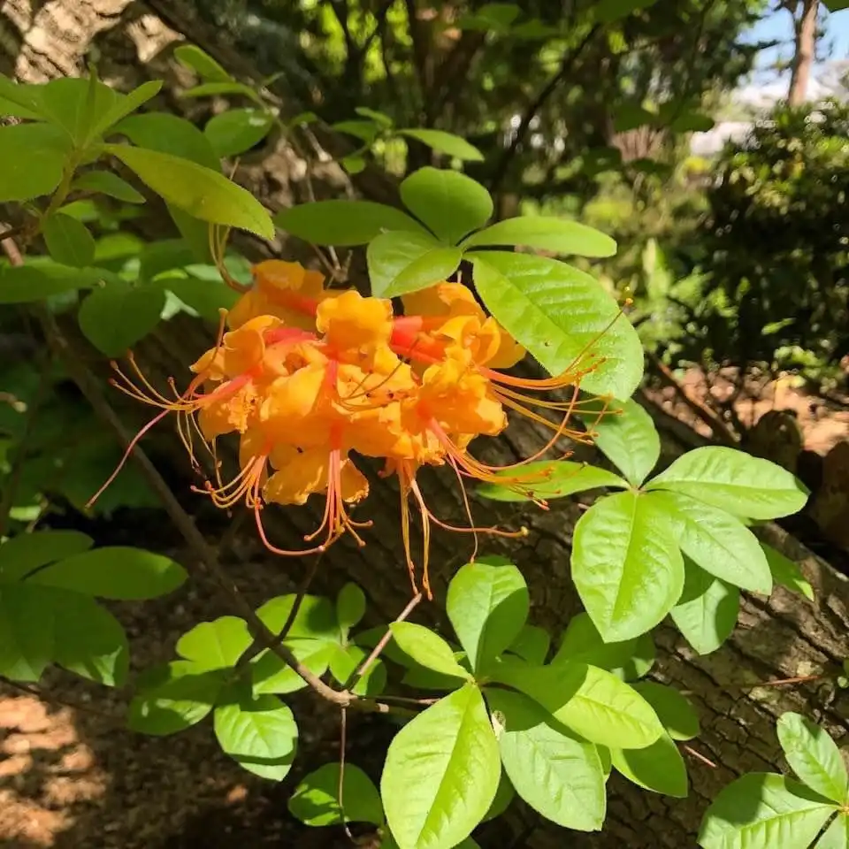 Photo of Rhododendron luteum (Rhododendron luteums)