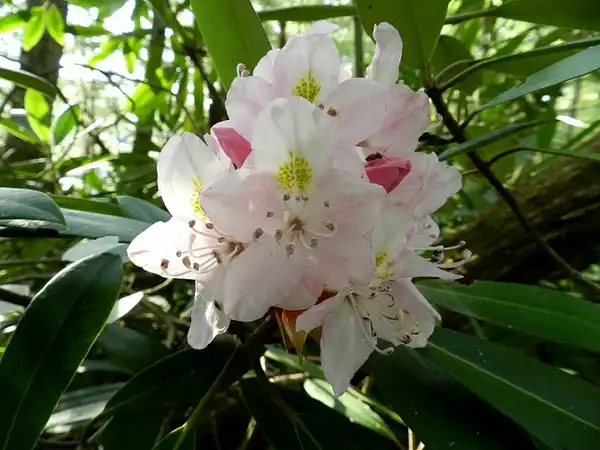 Foto de Rhododendron maximum (Rhododendron maximums)