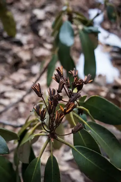Foto de Rhododendron maximum (Rhododendron maximums)