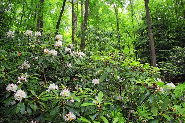 Foto de Rhododendron maximum - In a woodland setting:Nicholas A. Tonelli
