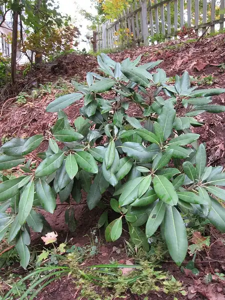 Foto de Rhododendron maximum - Form:RockerBOO