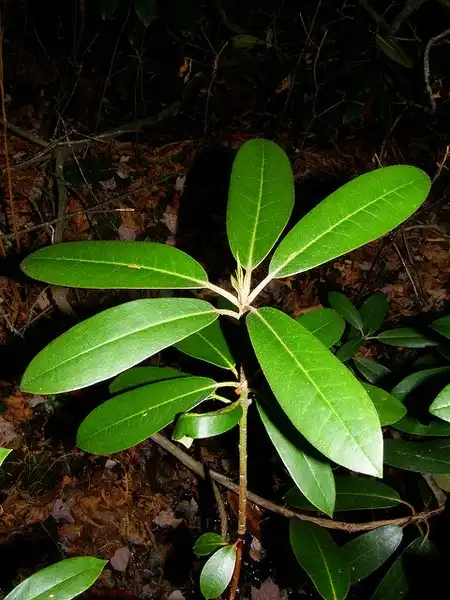 Foto de Rhododendron maximum - Leaves:Raphel Medina