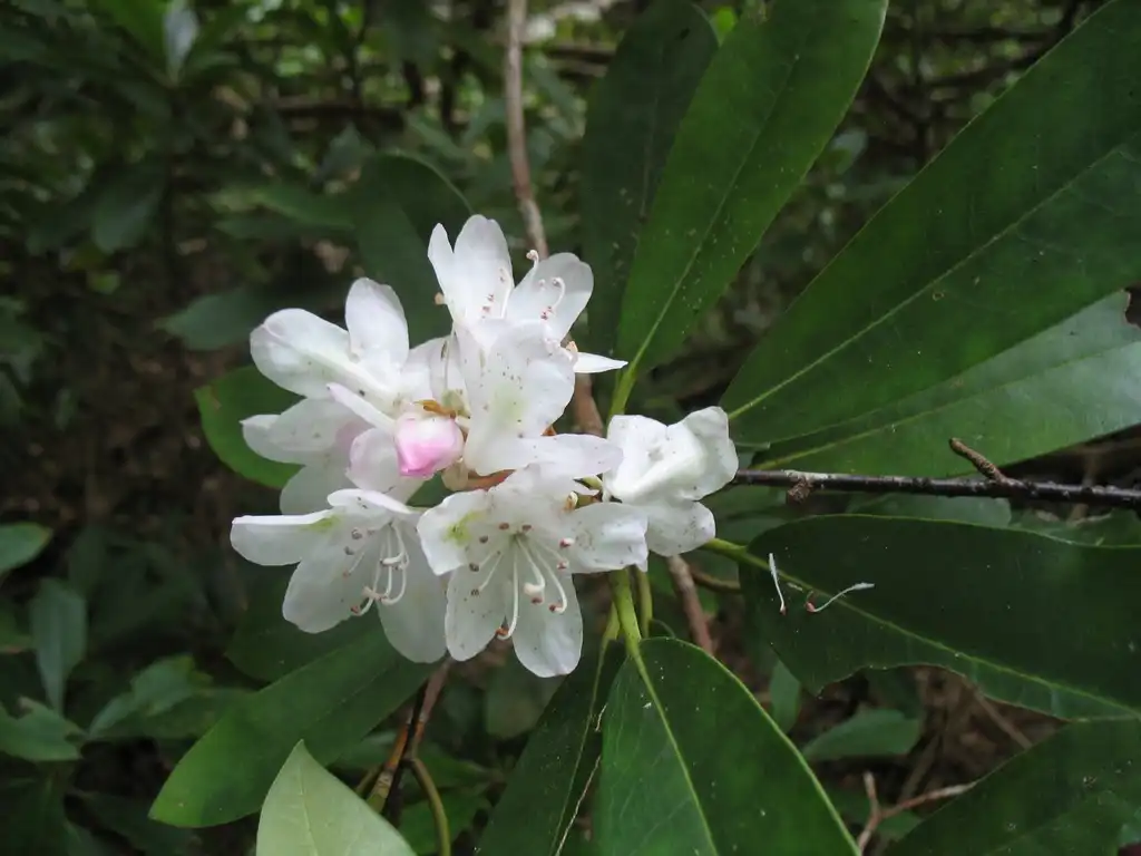 Foto de Rhododendron maximum - Flower Close-up (Great Smokey Mountains,NC):Stacy Hodes