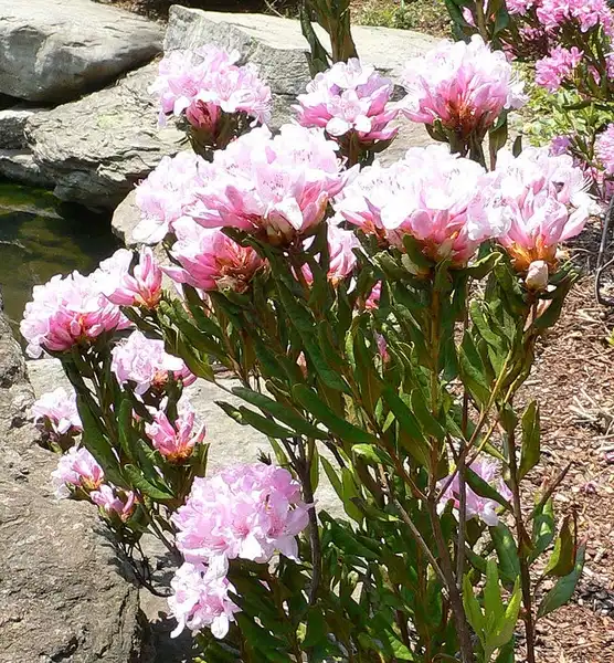 Photo of Rhododendron minus var. Chapmanii (Rhododendron minus var. Chapmaniis)