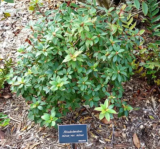 Фото Rhododendron minus var. minus (Rhododendron minus var. minuss)