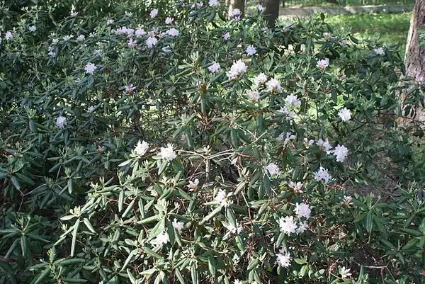 Фото Rhododendron minus var. minus (Rhododendron minus var. minuss)