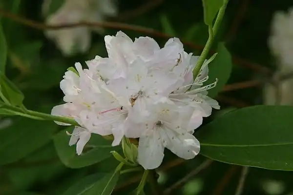 Фото Rhododendron minus var. minus - Flowers:David J. Stang