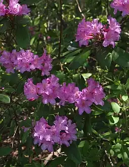 Фото Rhododendron minus var. minus - :