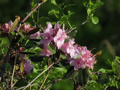 Photo of Rhododendron minus (Rhododendron minuss)