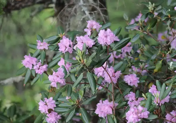 Photo of Rhododendron minus (Rhododendron minuss)