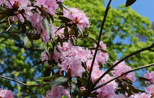 Photo of Rhododendron minus - Rhododendron minus:Leonieke Aalders