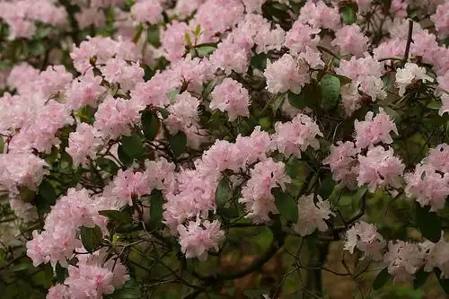 Photo of Rhododendron minus - Rhododendron minus clusters:dogtooth77