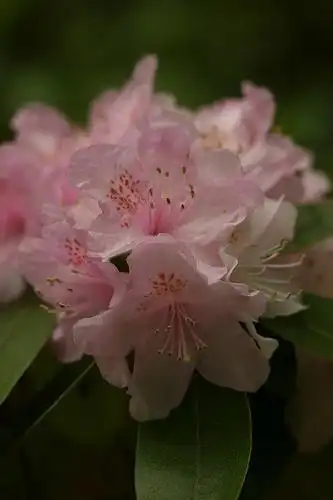 Photo of Rhododendron minus - Closeup of Rhododendron minus flowers:dogtooth77