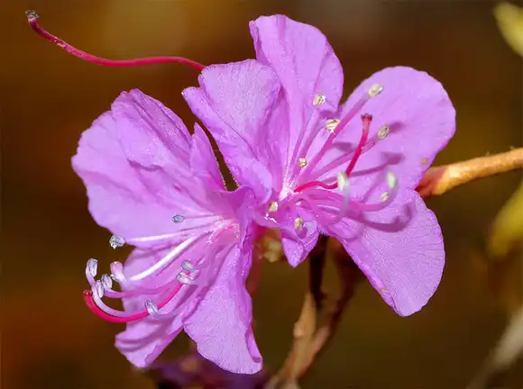Photo of Rhododendron mucronulatum (Rhododendron mucronulatums)
