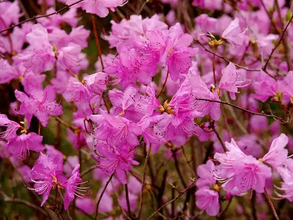 Photo of Rhododendron mucronulatum (Rhododendron mucronulatums)