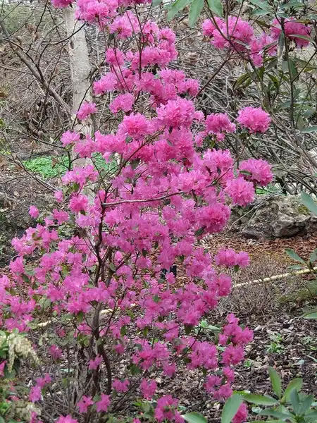 Photo of Rhododendron mucronulatum - Flowers:Leonora Enking
