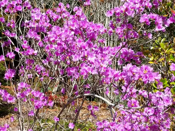 Photo of Rhododendron mucronulatum - Form:Taehoon Kang