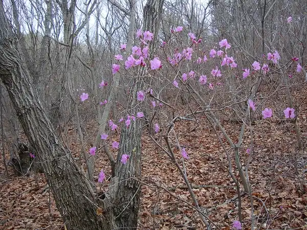 Photo of Rhododendron mucronulatum - This shrub blooms in the late winter or early spring.:Jens-Olaf-Walter
