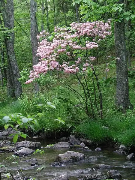 Foto de Rhododendron periclymenoides (Rhododendron periclymenoidess)