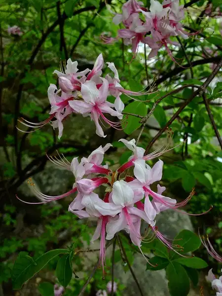 Foto de Rhododendron periclymenoides (Rhododendron periclymenoidess)