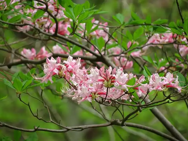 Foto de Rhododendron periclymenoides - Flowers on branches.:Katja Schultz