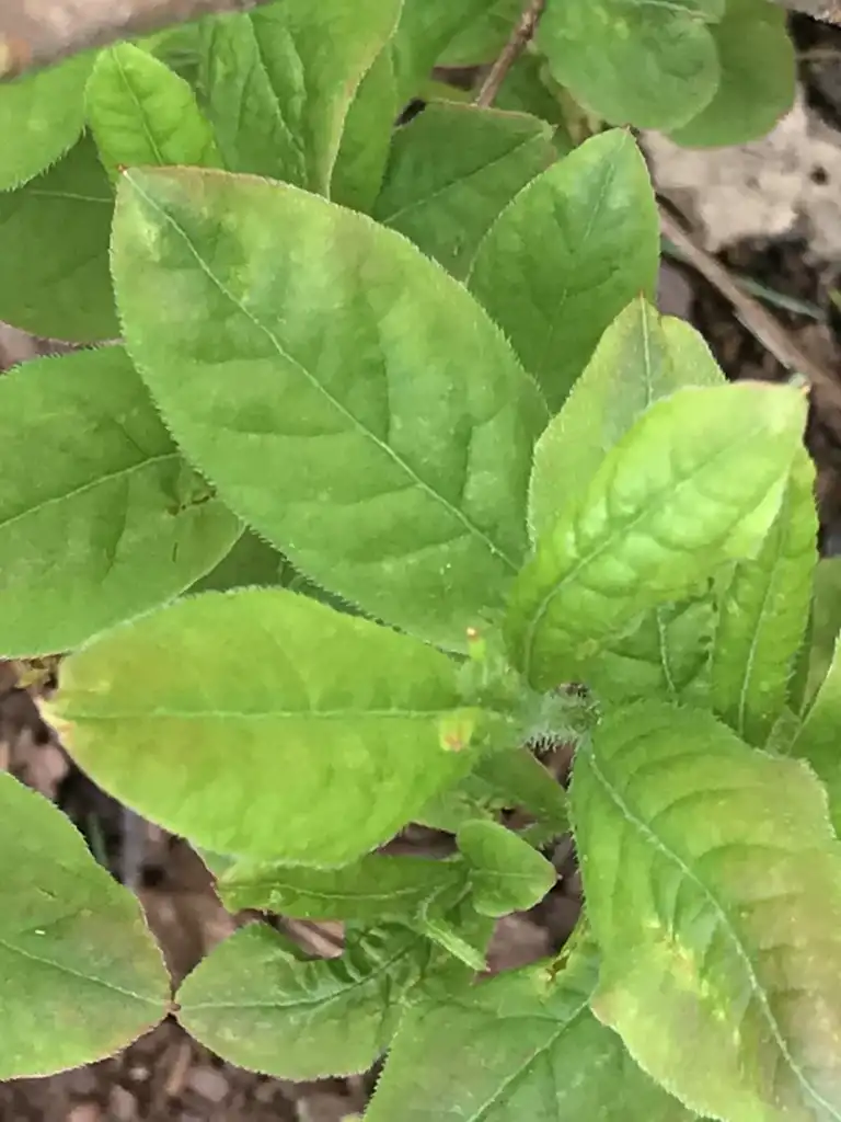 Foto de Rhododendron periclymenoides - Leaves:K. Andre