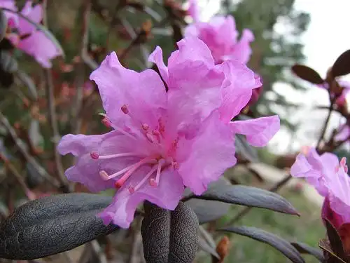 Photo of Rhododendron (PJM Group) (Rhododendron (PJM Group)s)