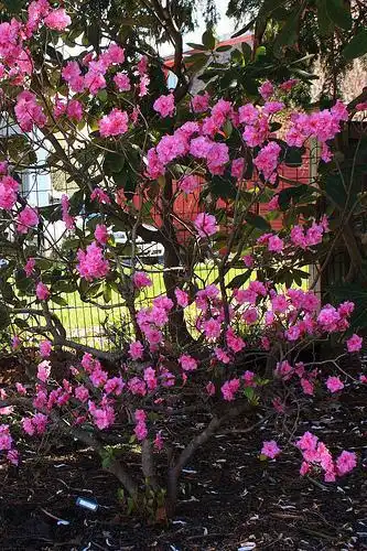 Photo of Rhododendron (PJM Group) (Rhododendron (PJM Group)s)