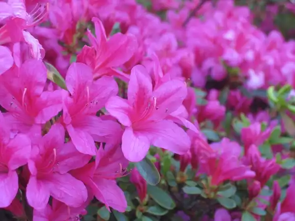 Foto de Rhododendron ponticum (Rhododendron ponticums)