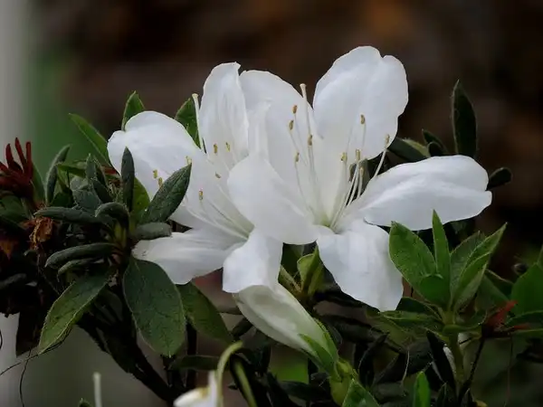 Foto de Rhododendron ponticum (Rhododendron ponticums)