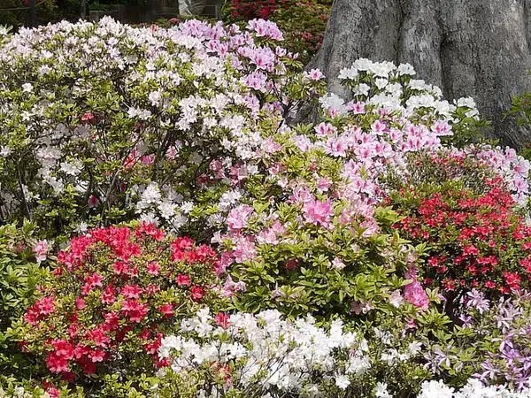 Foto de Rhododendron ponticum - Form and a variety of flower colors.:Sen Itto
