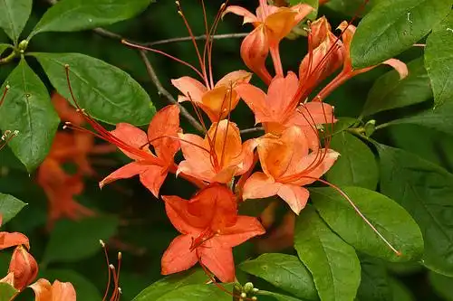 Фото Rhododendron prunifolium (Rhododendron prunifoliums)