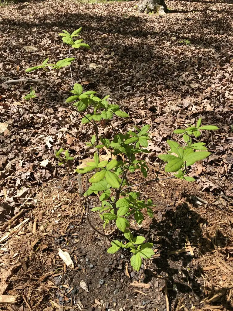 Фото Rhododendron prunifolium - Leaves (Durham County,NC)-Spring:Andrea Laine