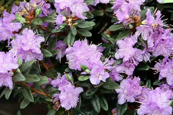 Foto de Rhododendron 'Ramapo' (Rhododendron 'Ramapo's)
