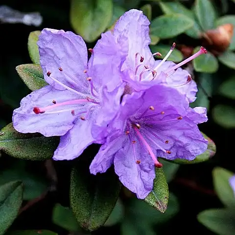 Foto de Rhododendron 'Ramapo' (Rhododendron 'Ramapo's)