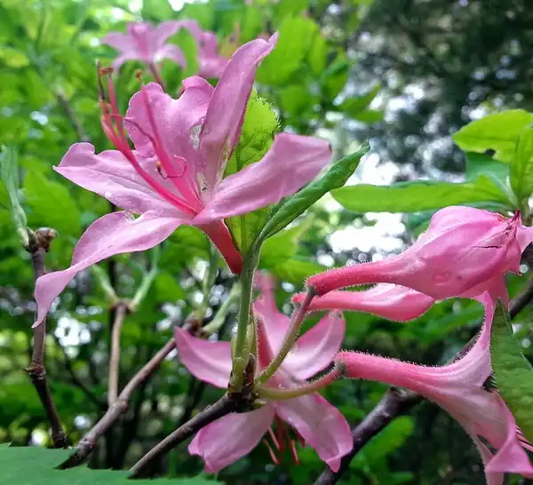 Photo of Rhododendron roseum (Rhododendron roseums)