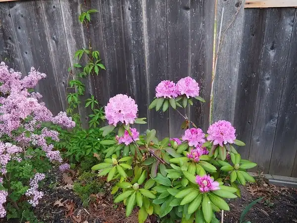 Photo of Rhododendron roseum (Rhododendron roseums)