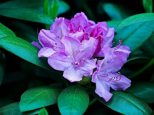 Photo of Rhododendron roseum - Flowers:KaCey97078