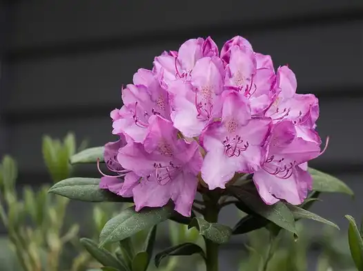 Photo of Rhododendron roseum - Flowers:KaCey97078