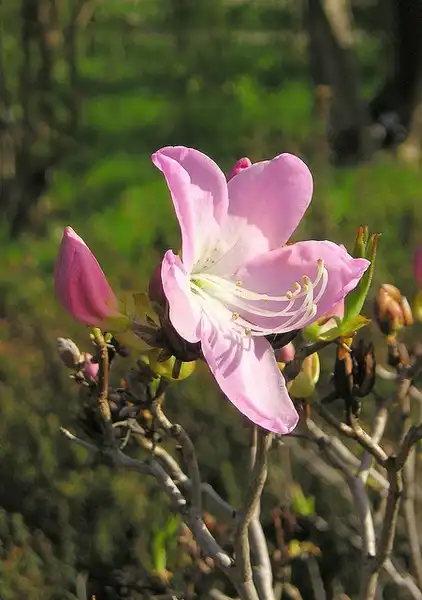 Photo of Rhododendron schlippenbachii (Rhododendron schlippenbachiis)