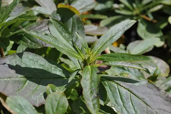Photo of Rhododendron schlippenbachii (Rhododendron schlippenbachiis)