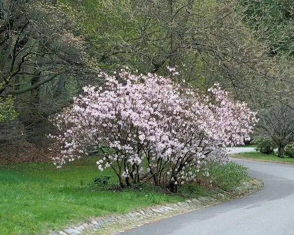 Photo of Rhododendron schlippenbachii - Form:Plant Image Library