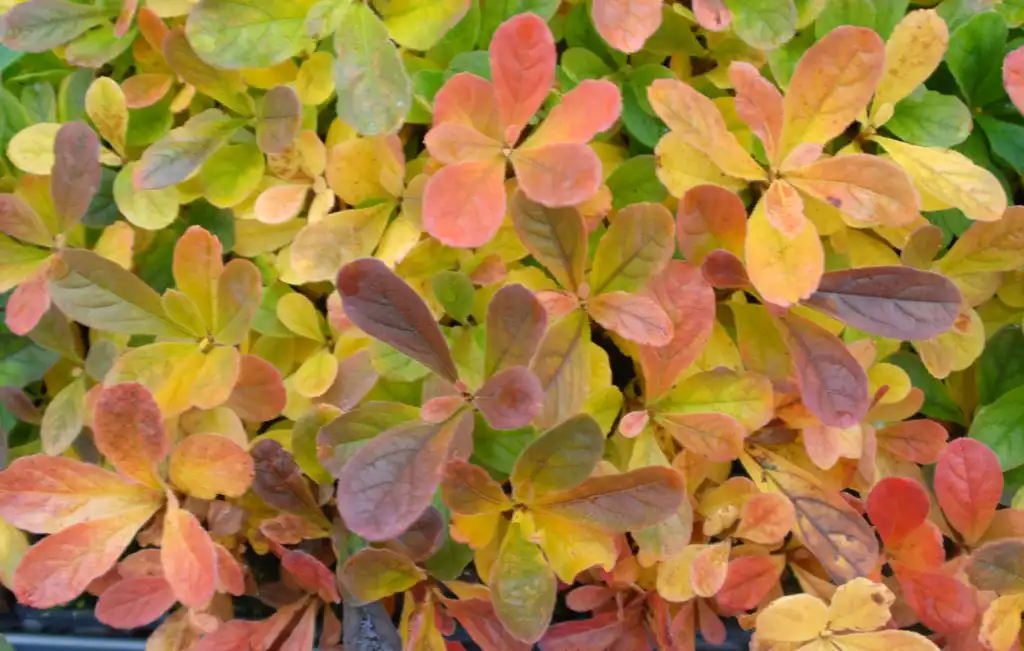 Photo of Rhododendron schlippenbachii - Fall Color Leaf:Jim Robbins