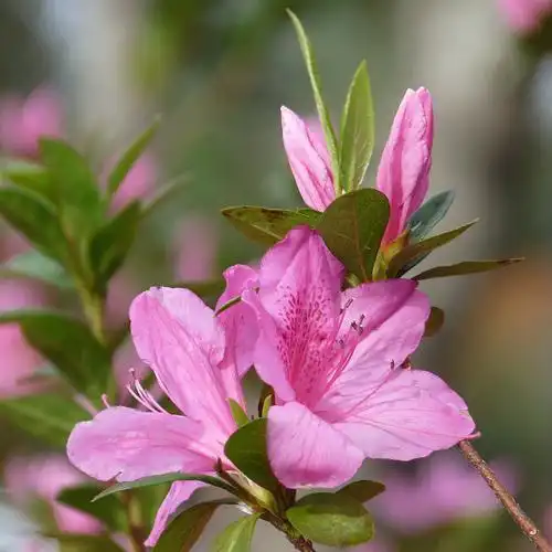 Photo of Rhododendron Southern Indica Hybrids (Rhododendron Southern Indica Hybridss)