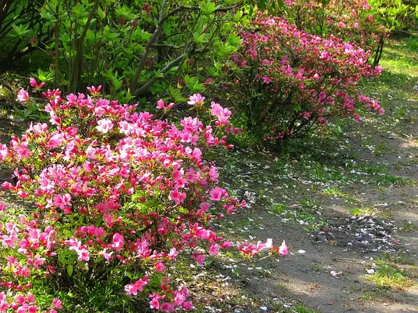 Фото Rhododendron vaseyi (Rhododendron vaseyis)