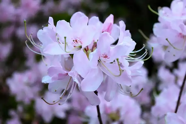 Фото Rhododendron vaseyi (Rhododendron vaseyis)