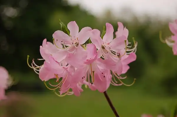 Фото Rhododendron vaseyi - Flowers:Tim Waters